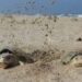 Tortuga lora en peligro en Playa Bagdad por contaminación y residuos