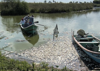 Minimizan mortandad de peces en Tamaulipas