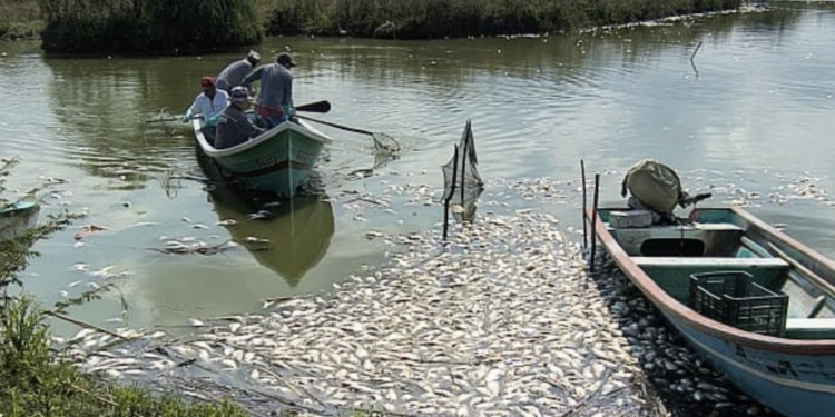 Minimizan mortandad de peces en Tamaulipas