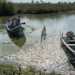 Minimizan mortandad de peces en Tamaulipas