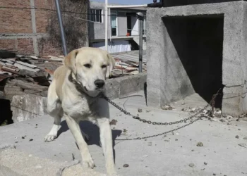 Así puedes denunciar maltrato animal en Matamoros