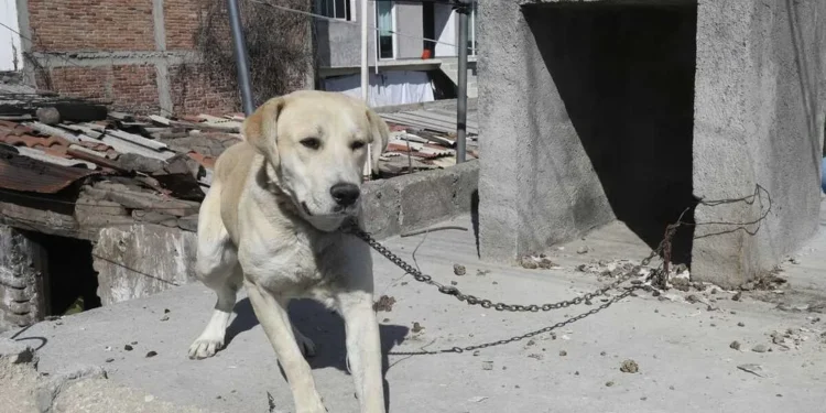 Así puedes denunciar maltrato animal en Matamoros