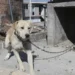 Así puedes denunciar maltrato animal en Matamoros