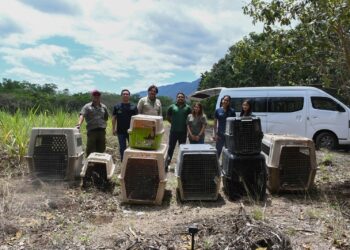 Vuelven a la vida silvestre! Tamaulipas libera especies tras rehabilitación especializada