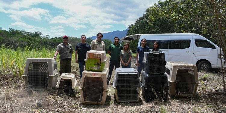 Vuelven a la vida silvestre! Tamaulipas libera especies tras rehabilitación especializada