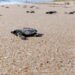 Inician en Tamaulipas primeras liberaciones de tortuga lora de la temporada 2026