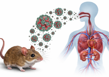 Qué es el hantavirus y cuáles son sus síntomas