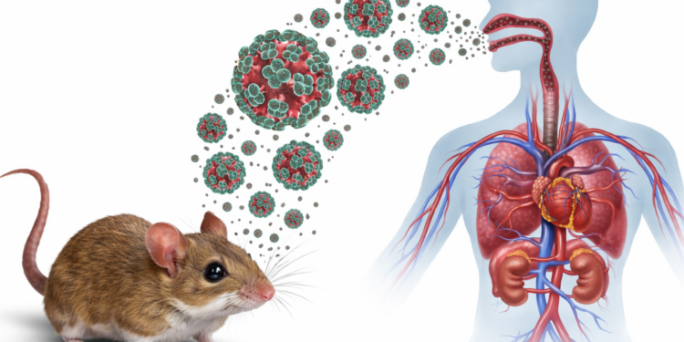 Qué es el hantavirus y cuáles son sus síntomas