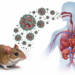 Qué es el hantavirus y cuáles son sus síntomas