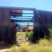 Hallan osamentas y 6 fosas clandestinas en Miguel Alemán
