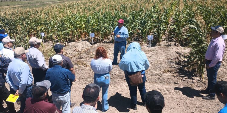 Promueven uso de residuos orgánicos para fortalecer la productividad agrícola