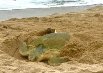 Tortuga lora en Tamaulipas hay 2 mil 300 nidos en playas del estado