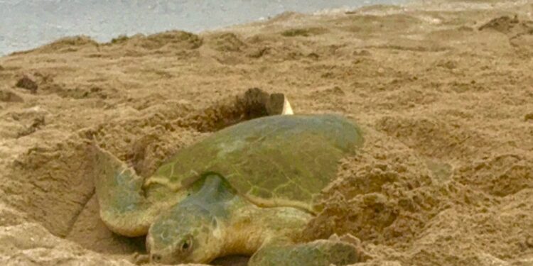 Tortuga lora en Tamaulipas hay 2 mil 300 nidos en playas del estado