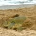 Tortuga lora en Tamaulipas hay 2 mil 300 nidos en playas del estado