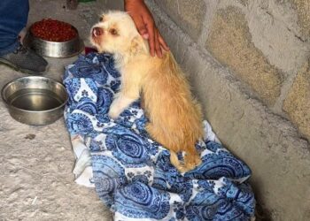 "Chata" se salva en el Centro de Bienestar Animal