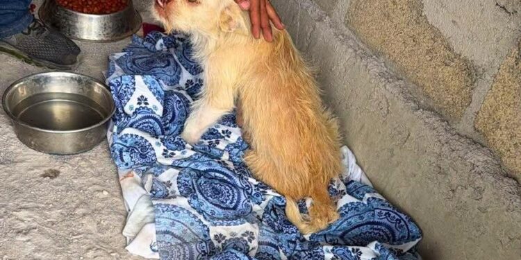 "Chata" se salva en el Centro de Bienestar Animal