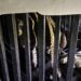 Brindan atención especializada a felino silvestre rescatado en la zona serrana de Tamaulipas