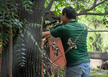 Libera Tamaulipas a jaguar rescatado tras recibir atención médica especializada