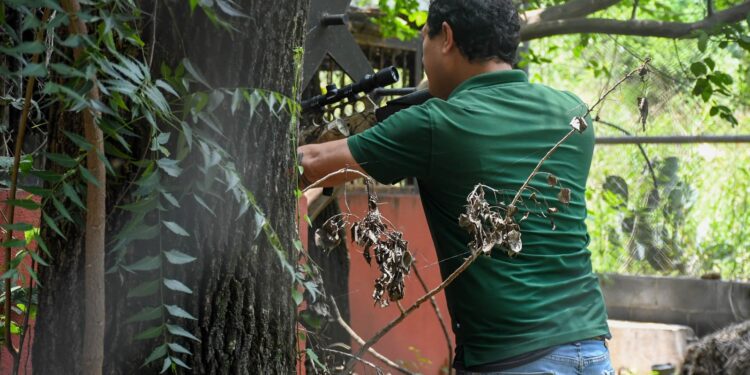 Libera Tamaulipas a jaguar rescatado tras recibir atención médica especializada