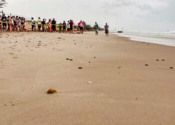 Viven familias la primera liberación pública de tortuga lora en La Pesca