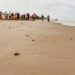 Viven familias la primera liberación pública de tortuga lora en La Pesca