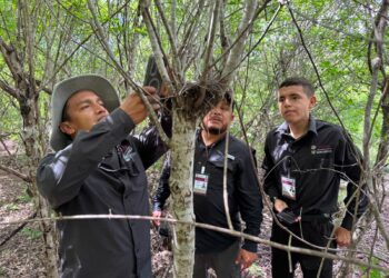 Refuerza Tamaulipas la vigilancia para proteger a la paloma ala blanca