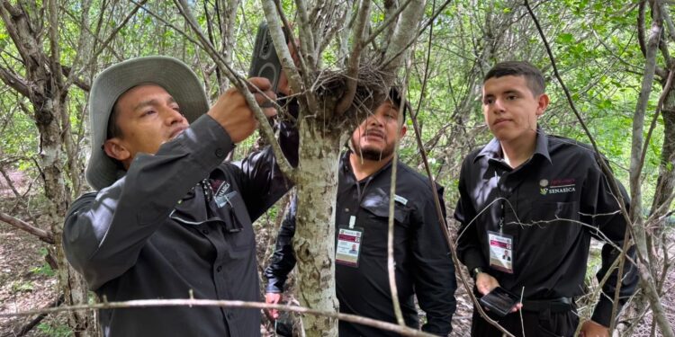 Refuerza Tamaulipas la vigilancia para proteger a la paloma ala blanca