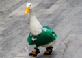 Marca del Pato Merlín desata disputa; IMPI aclara a quién pertenece