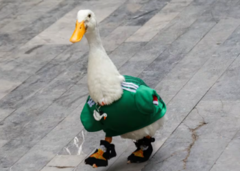 Marca del Pato Merlín desata disputa; IMPI aclara a quién pertenece