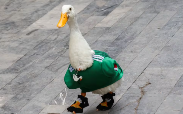 Marca del Pato Merlín desata disputa; IMPI aclara a quién pertenece