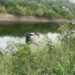 Con todo y auto cae pareja a canal de agua Guillermo Rodhe en Reynosa