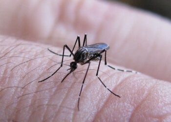Descartan casos de dengue en Matamoros tras 109 pacientes sospechosos