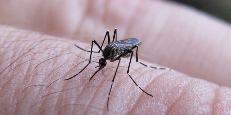 Descartan casos de dengue en Matamoros tras 109 pacientes sospechosos