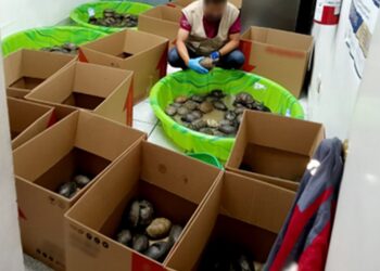 Descubren 350 tortugas en Matamoros enviadas por paquetería; 25 murieron