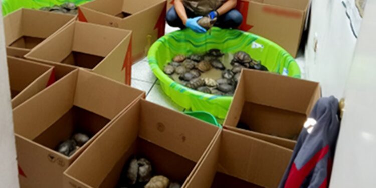 Descubren 350 tortugas en Matamoros enviadas por paquetería; 25 murieron