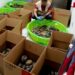 Descubren 350 tortugas en Matamoros enviadas por paquetería; 25 murieron