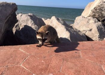 Denuncian desaparición de más de 100 mapaches en Playa Miramar