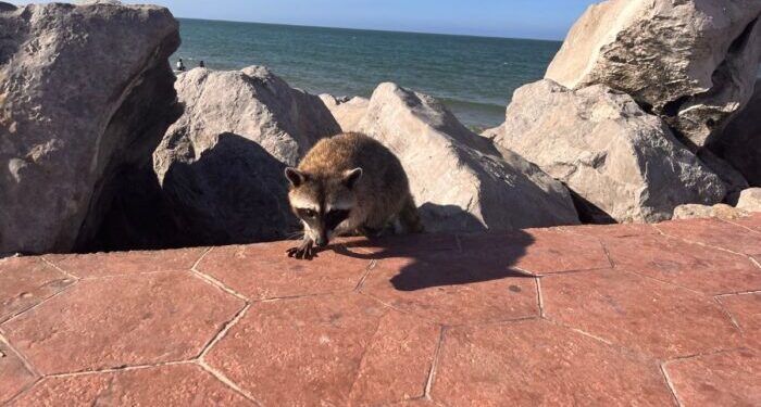 Denuncian desaparición de más de 100 mapaches en Playa Miramar