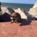 Denuncian desaparición de más de 100 mapaches en Playa Miramar