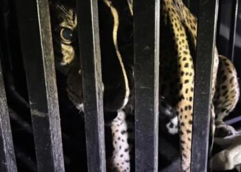 Rescatan a jaguar herido en sierra de Tamaulipas; sanará en zoológico