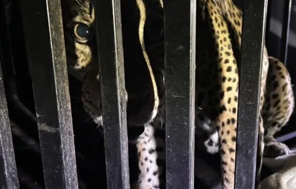 Rescatan a jaguar herido en sierra de Tamaulipas; sanará en zoológico