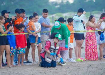 Disfrutan liberación de crías de tortuga lora en Playa Miramar