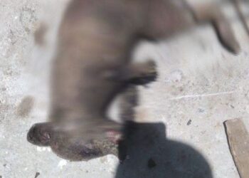 Sujeto quema vivo a mapache en Matamoros; ya es perseguido