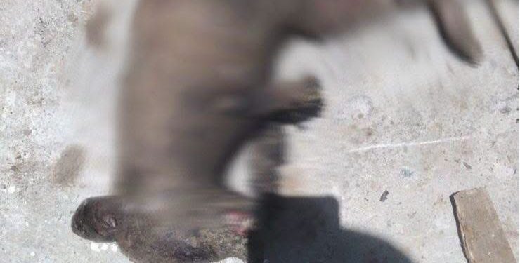 Sujeto quema vivo a mapache en Matamoros; ya es perseguido