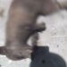 Sujeto quema vivo a mapache en Matamoros; ya es perseguido
