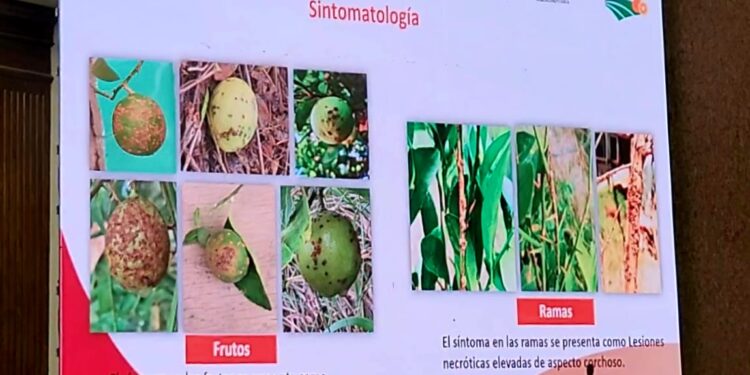 Gobierno de Beto Granados se suma a las acciones de prevención y eliminación del cancro cítrico en Matamoros