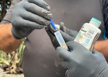 Iniciará en Tamaulipas la dispersión de moscas estériles para combatir el gusano barrenador