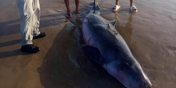 Hallan a cachalote varado en Playa Bagdad con varias heridas