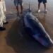 Hallan a cachalote varado en Playa Bagdad con varias heridas