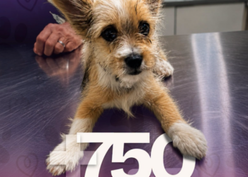 Gobierno de Matamoros fortalece el bienestar animal con más de 750 consultas veterinarias